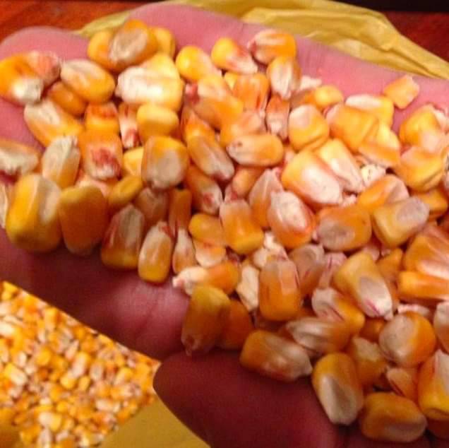 Non GMO Yellow Maize Corn